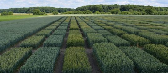 The procedure for registering plant varieties is simplified for the agrarians