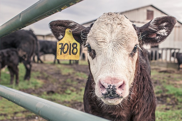 Через півроку зміняться вимоги до імпорту в Україну тварин і продукції